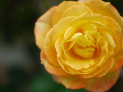 橙色のバラ