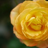 橙色のバラ