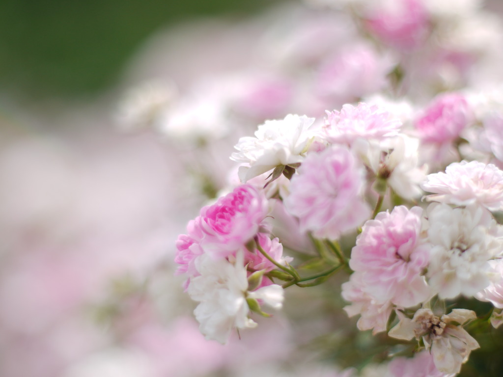 ミニ薔薇