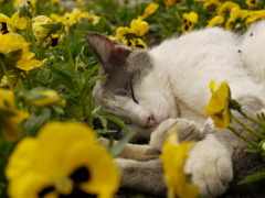 花畑猫（横から）