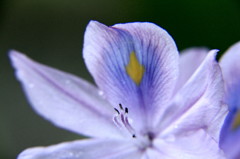 池の花