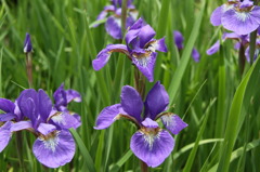 庭の花