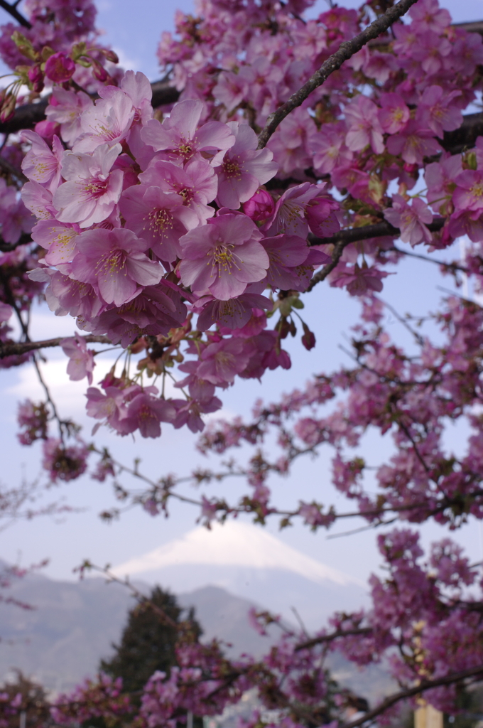 __早咲き桜と富士山