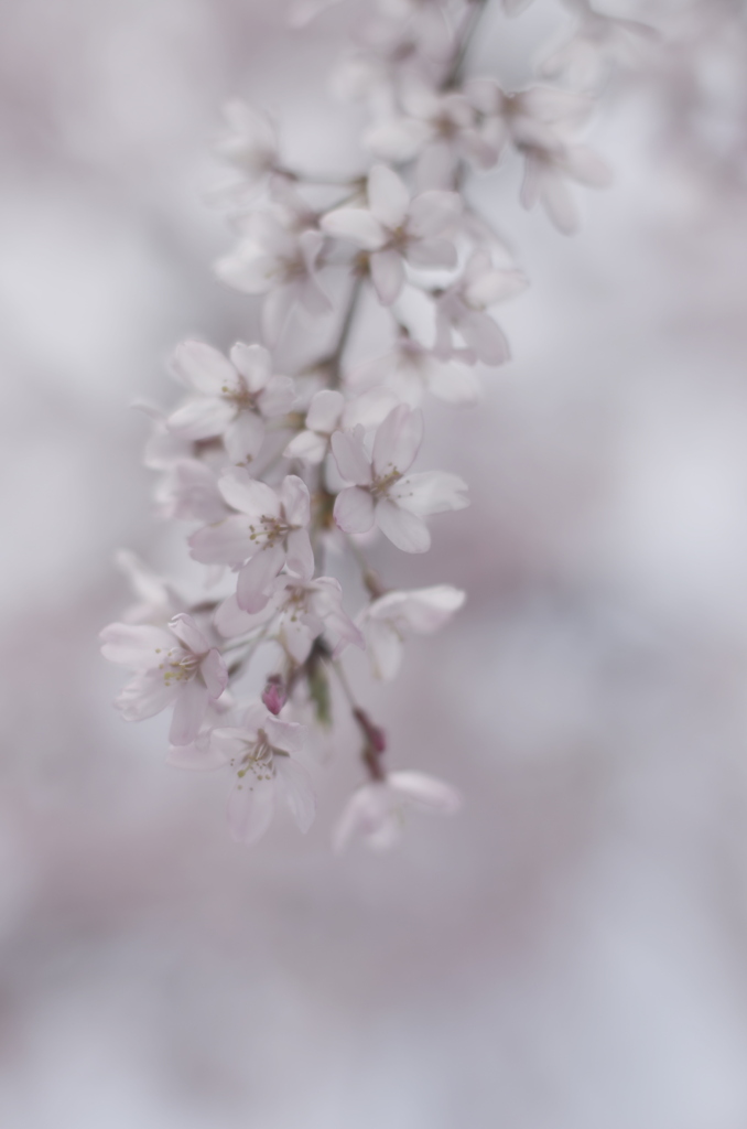 　しだれ桜