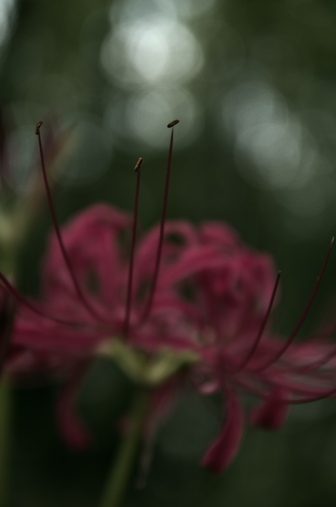 彼岸花その２