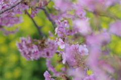 __早咲き桜と菜の花