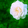 White Rose