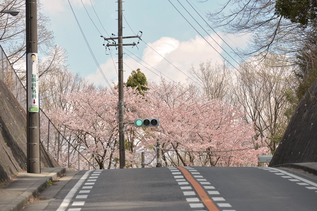 桜坂、、、