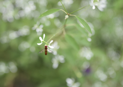 白い花と、、、