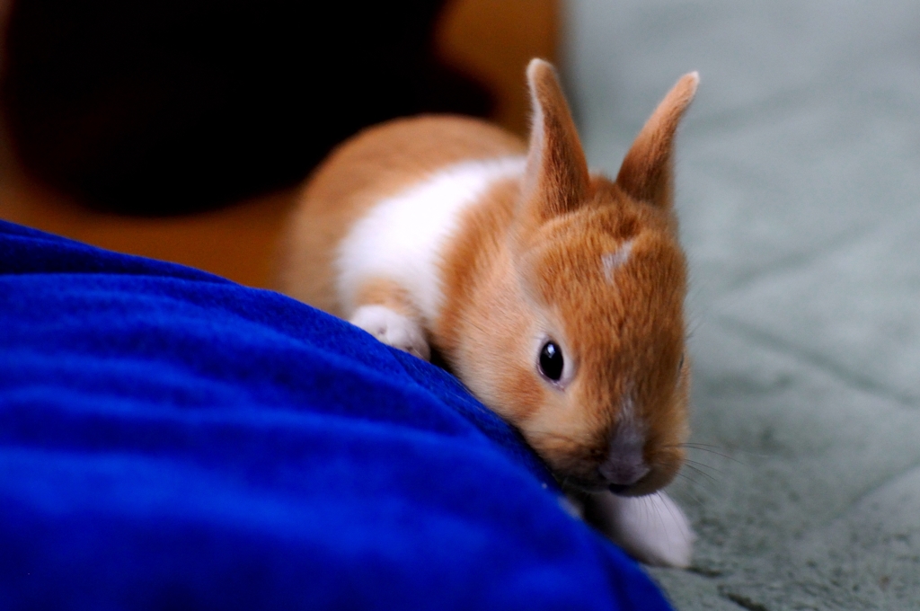 子うさぎ