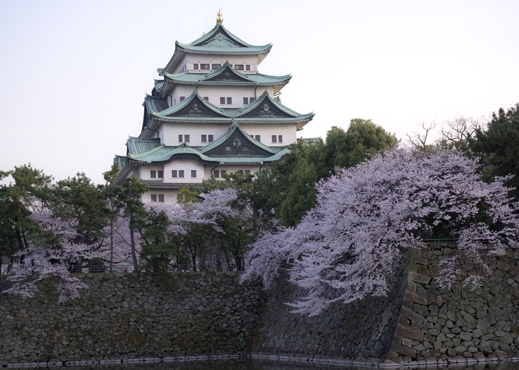 名古屋城の桜