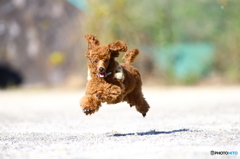 1DXで撮った飛行犬