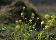 野に咲く花のように