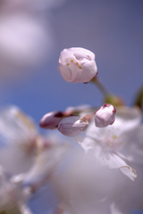 つぼみ桜