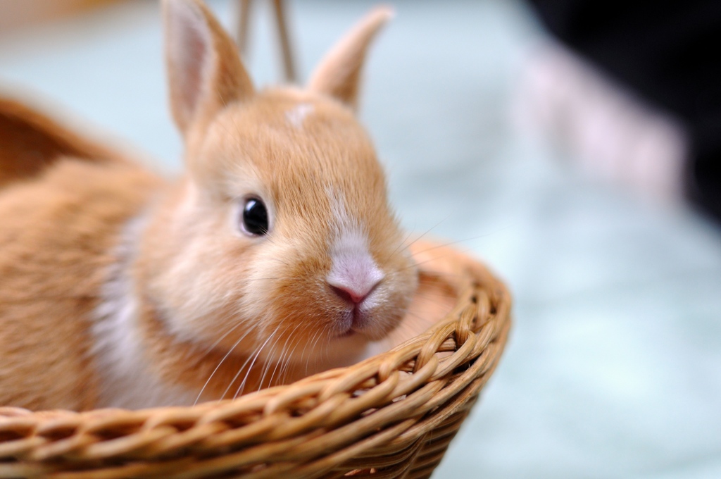 子うさぎ