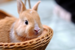 子うさぎ