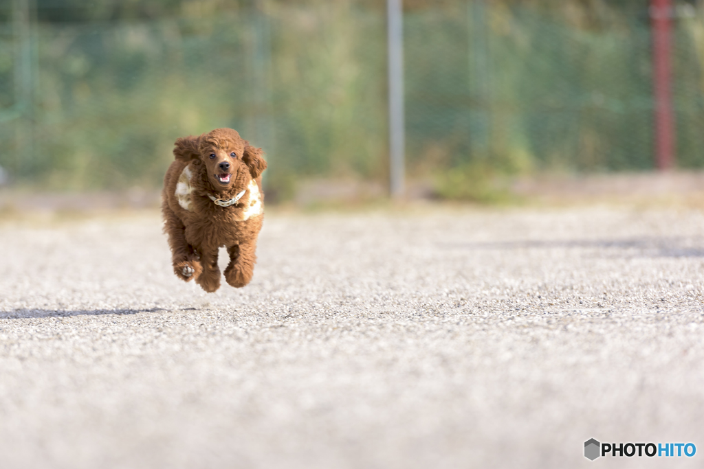 D810で撮った飛行犬
