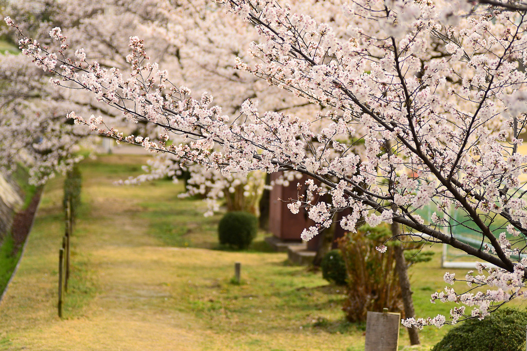 桜小道