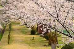 桜小道