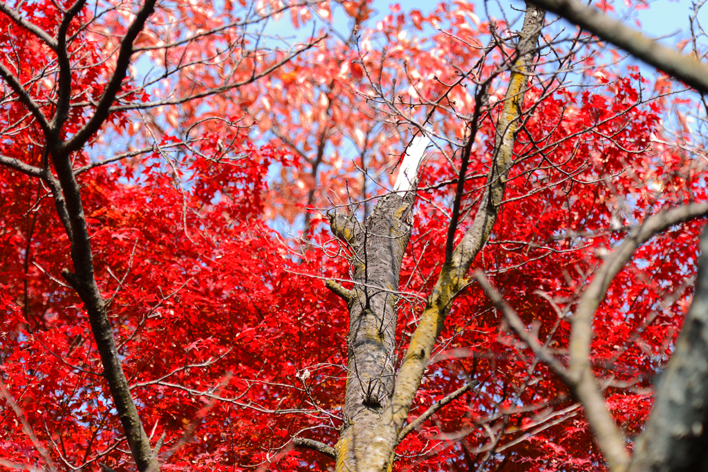 紅葉