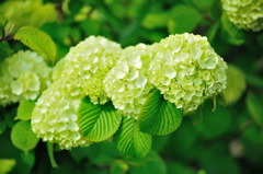 紫陽花