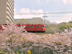 名鉄電車と桜