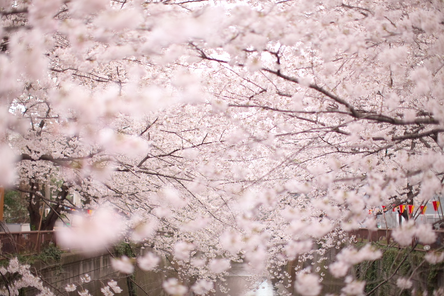 桜吹雪