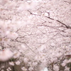 桜吹雪