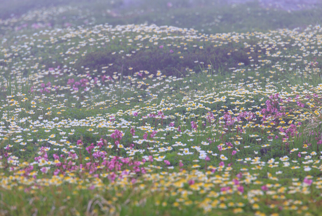 霧の中の五色ヶ原花畑