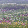霧の中の五色ヶ原花畑