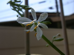 オリヅルランの花