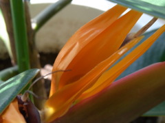 極楽鳥花