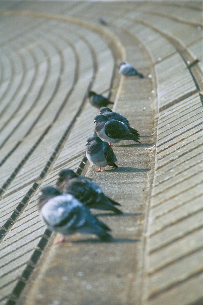 鳩