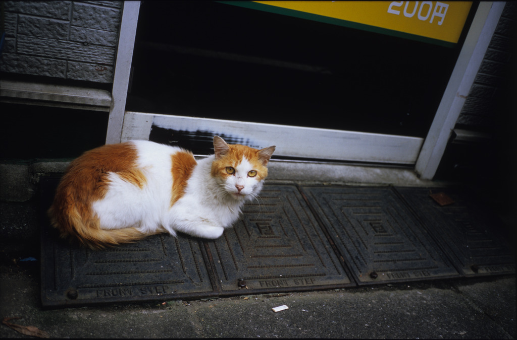 野良猫