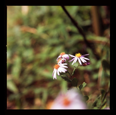 車山高原の花3