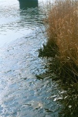 鶴見川下流域の澱み