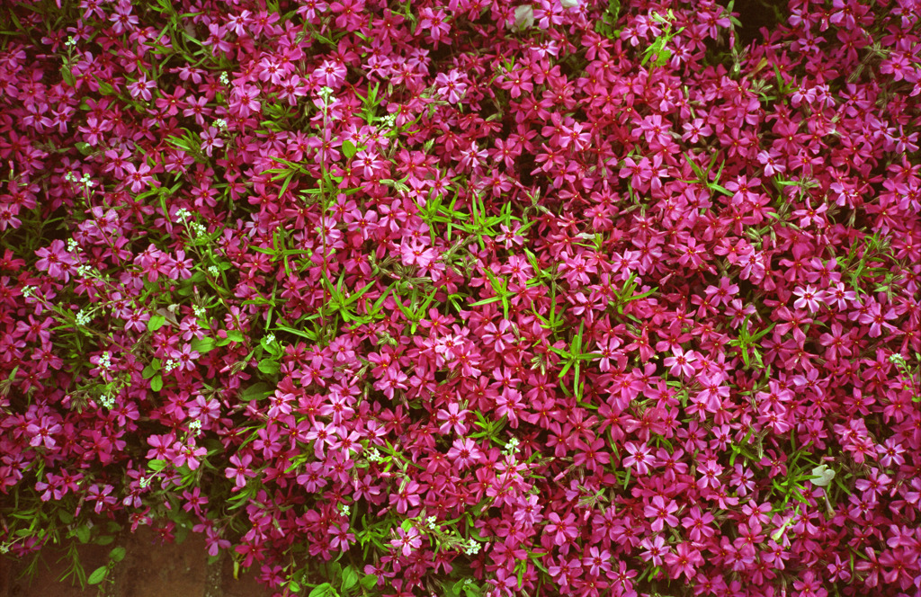 Pink flowers