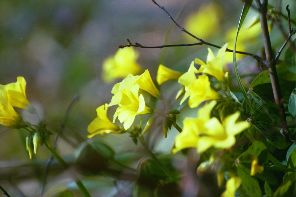 Yellow flowers