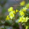 Yellow flowers