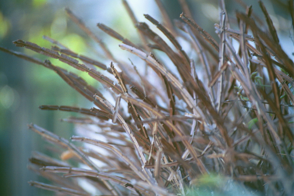 Dried grass