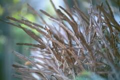 Dried grass