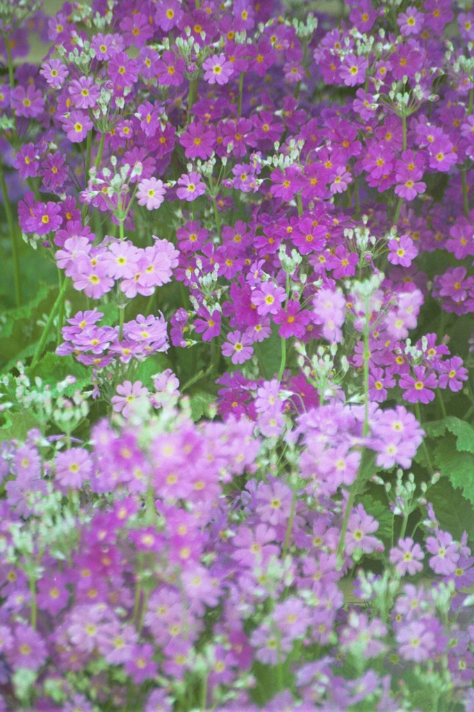 Purple flowers