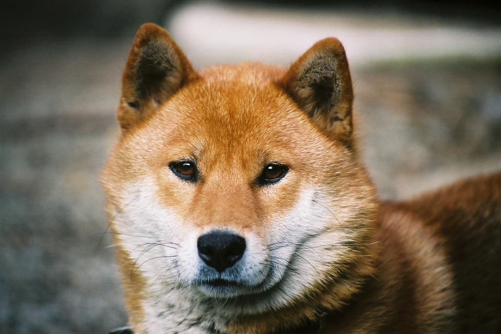 愛犬