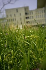 IMG_6035