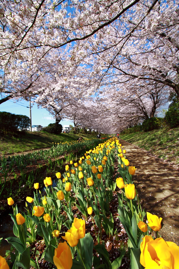 桜とチューリップ（黄）