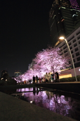 夜桜