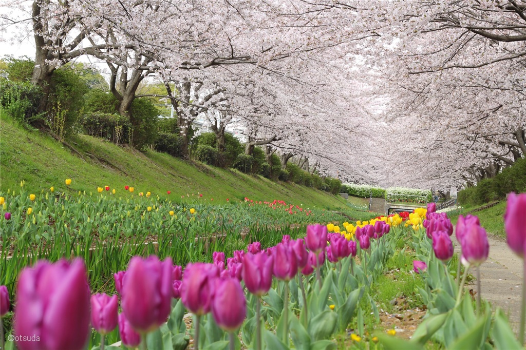 Tulips and cherry tree