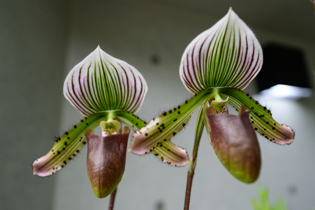 Paphiopedilum callosum