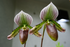 Paphiopedilum callosum