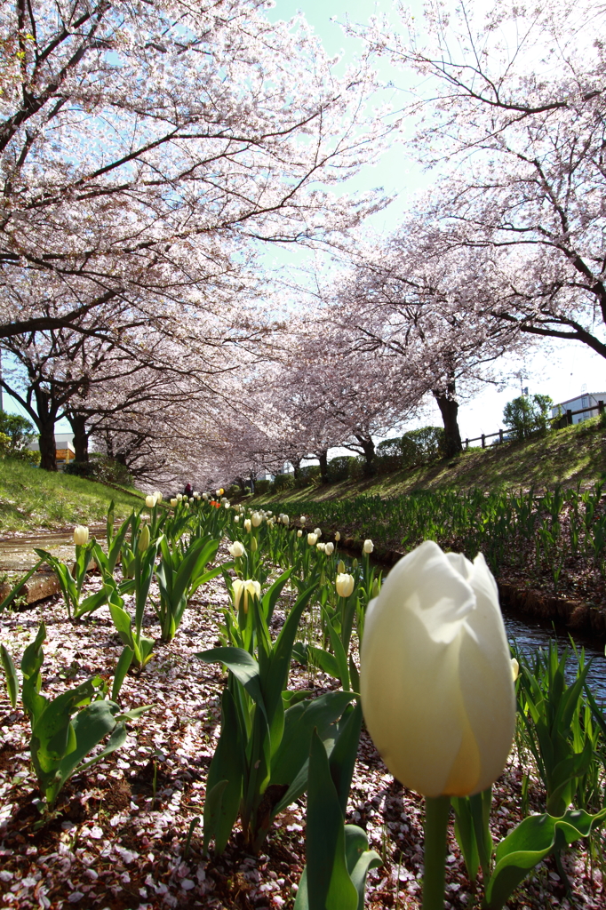 桜とチューリップ（白）